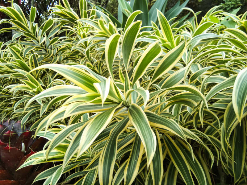 7. Başak Bitkisi / Klorofitum (Chlorophytum comosum)